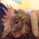 Illustration for article titled We Cant Stop Watching This Video Of A Chicken That Purrs Like A Cat